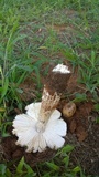 Termitomyces umkowaan image