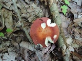 Russula fastigiata image