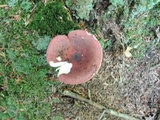 Russula fastigiata image