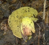 Boletus roodyi image