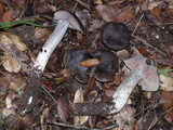 Entoloma ferruginans image