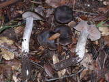 Entoloma ferruginans image