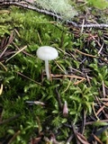 Hygrocybe russocoriacea image