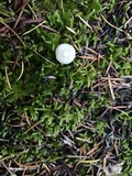 Hygrocybe russocoriacea image