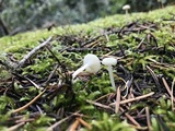 Hygrocybe russocoriacea image