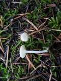 Hygrocybe russocoriacea image