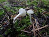Hygrocybe russocoriacea image
