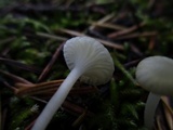 Hygrocybe russocoriacea image