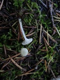 Hygrocybe russocoriacea image