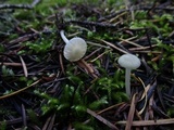 Hygrocybe russocoriacea image