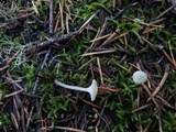 Hygrocybe russocoriacea image