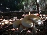 Hydnum oregonense image