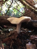 Hydnum oregonense image