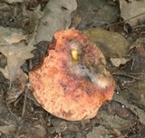Boletus miniato-olivaceus image