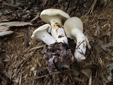 Leucopaxillus albissimus image