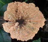 Cymatoderma caperatum image