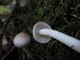 Inocybe ionocephala image