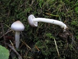Inocybe ionocephala image
