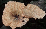 Cymatoderma caperatum image
