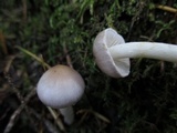 Inocybe ionocephala image