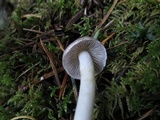 Inocybe ionocephala image