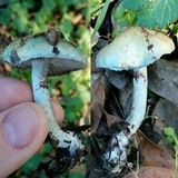 Stropharia caerulea image