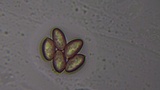 Stropharia caerulea image