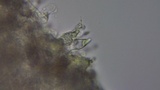 Stropharia caerulea image