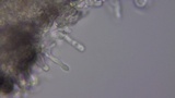 Stropharia caerulea image