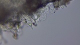 Stropharia caerulea image