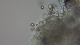 Stropharia caerulea image