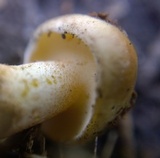 Suillus kaibabensis image