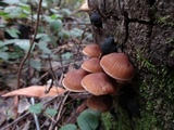 Psathyrella piluliformis image