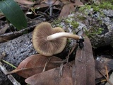 Psathyrella piluliformis image