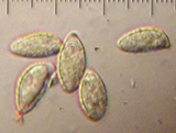 Gomphus clavatus image