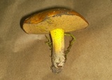 Suillus wasatchicus image