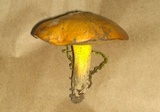 Suillus wasatchicus image