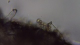 Inocybe insinuata image