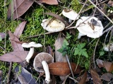 Inocybe insinuata image