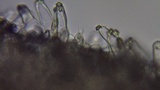 Inocybe insinuata image