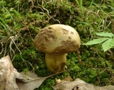 Aureoboletus innixus image