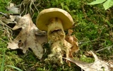 Aureoboletus innixus image