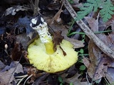 Floccularia albolanaripes image