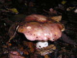 Russula cyanoxantha image