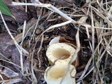 Phallus ravenelii image