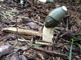 Phallus ravenelii image