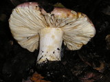 Russula cyanoxantha image