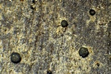 Cresponea chloroconia image
