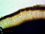 Cresponea chloroconia image