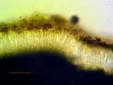 Cresponea chloroconia image